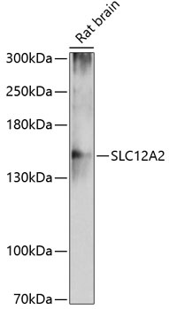 SLC12A2 Antibody