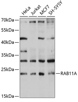 RAB11A Antibody