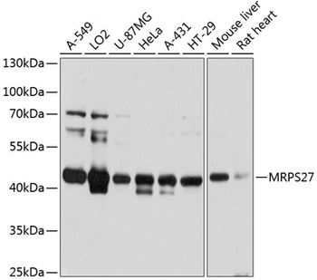 MRPS27 Antibody