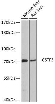 CSTF3 Antibody