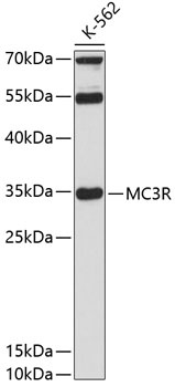 MC3R Antibody