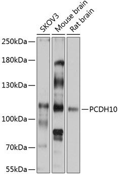 PCDH10 Antibody