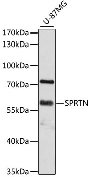 SPRTN Antibody