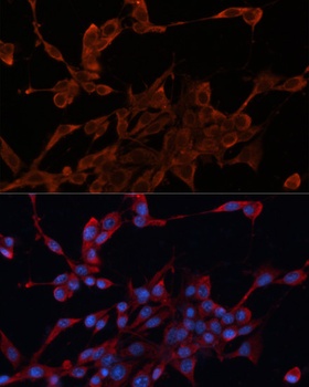DNAJA1 Antibody