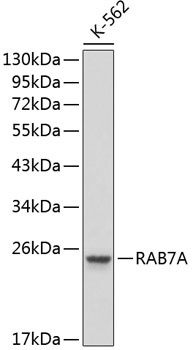 RAB7A Antibody