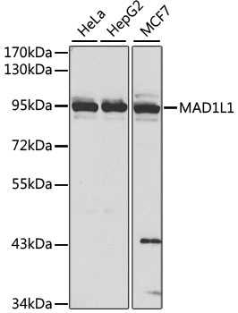 MAD1L1 Antibody