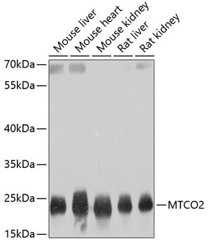 MTCO2 Antibody