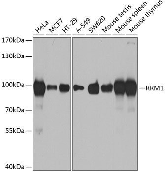 RRM1 Antibody