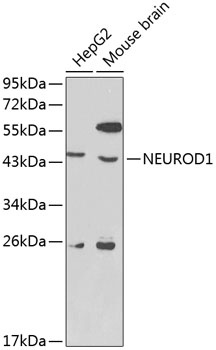 NEUROD1 Antibody