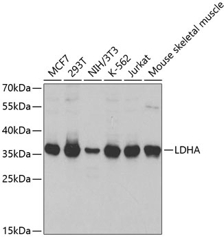 LDHA Antibody