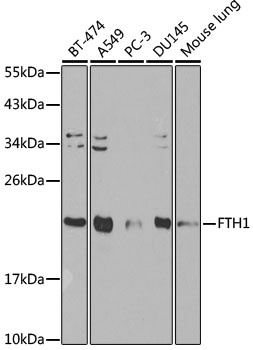 FTH1 Antibody