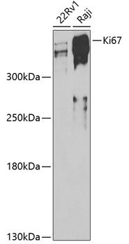 MKI67 Antibody