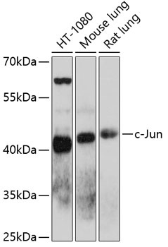 c-Jun Antibody