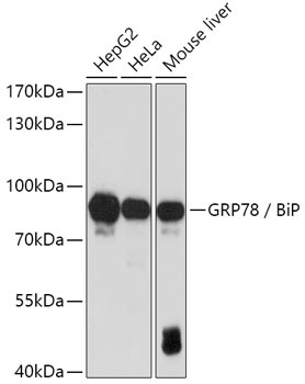 GRP78 / BiP Antibody