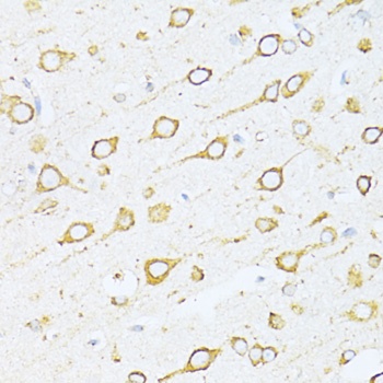HSPA5 Antibody