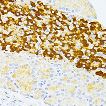 DDIT3 Antibody