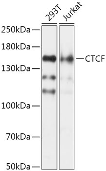 CTCF Antibody