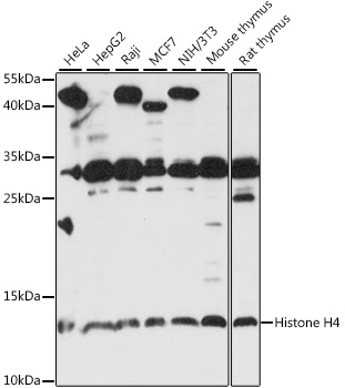 HIST1H4A Antibody