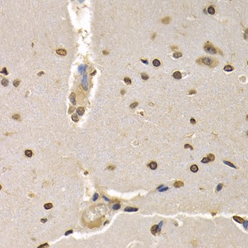 HIST1H4A Antibody