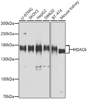 HDAC6 Antibody