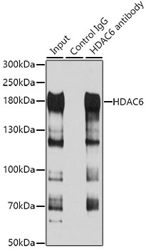 HDAC6 Antibody