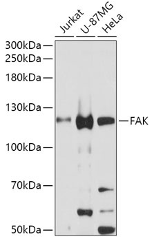 PTK2 Antibody