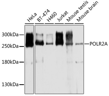 POLR2A Antibody