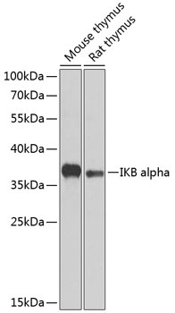 IKB alpha Antibody