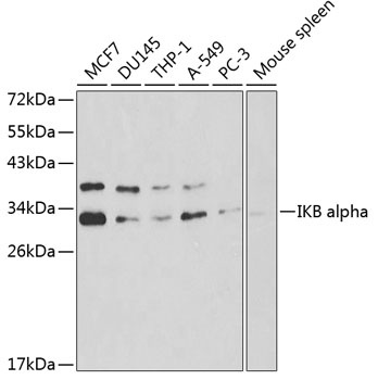 NFKBIA Antibody