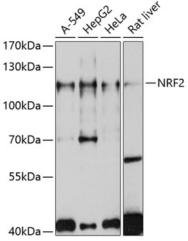 NFE2L2 Antibody