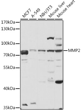 MMP2 Antibody