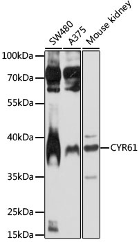 CYR61 Antibody