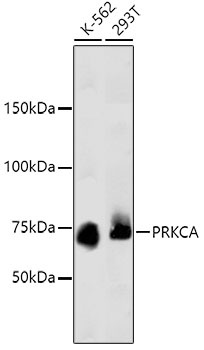 PRKCA Antibody [45F9]