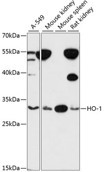 HMOX1 Antibody