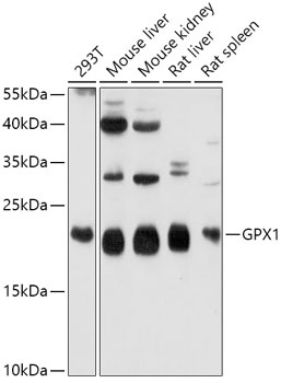 GPX1 Antibody