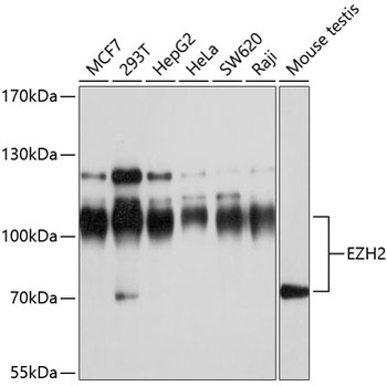 EZH2 Antibody