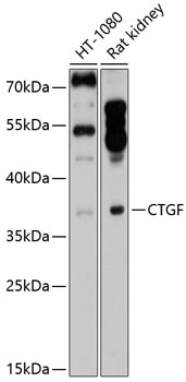 CTGF Antibody