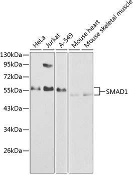 SMAD1 Antibody