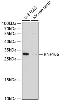 RNF166 Antibody