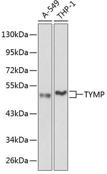 TYMP Antibody