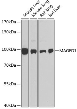 MAGED1 Antibody