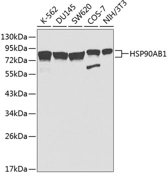 HSP90AB1 Antibody