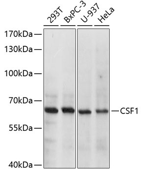 CSF1 Antibody