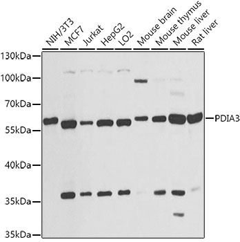 PDIA3 Antibody