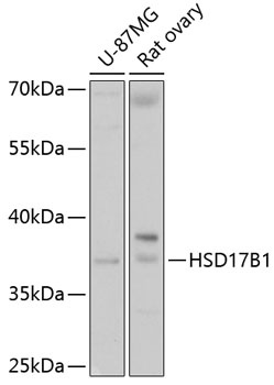HSD17B1 Antibody
