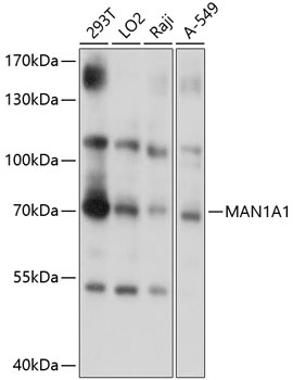 MAN1A1 Antibody