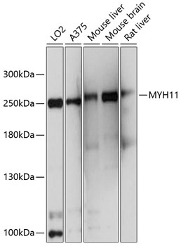 MYH11 Antibody