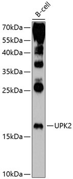 UPK2 Antibody