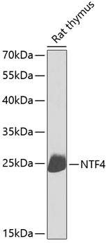 NTF4 Antibody
