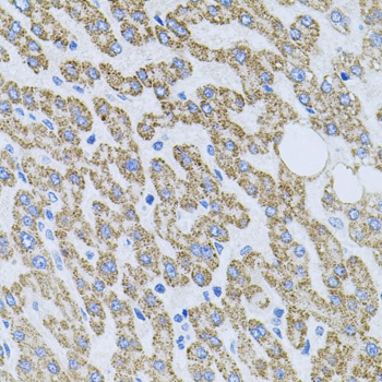 NTF4 Antibody